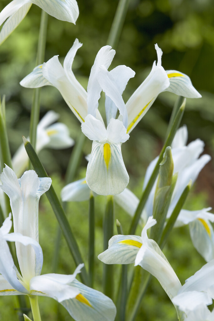 Iris Natascha 5/6