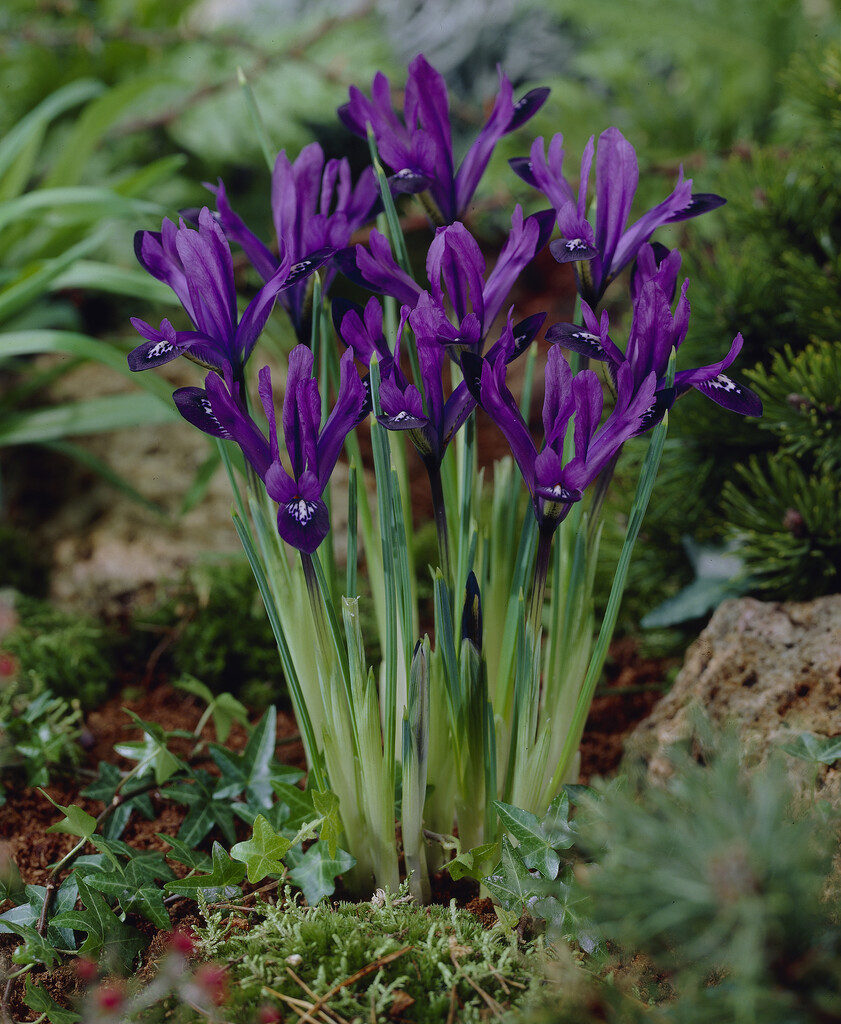 Iris Purple Gem 5/6