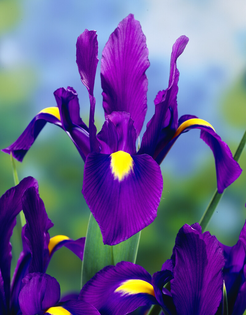 Iris Purple Sensation 10/+