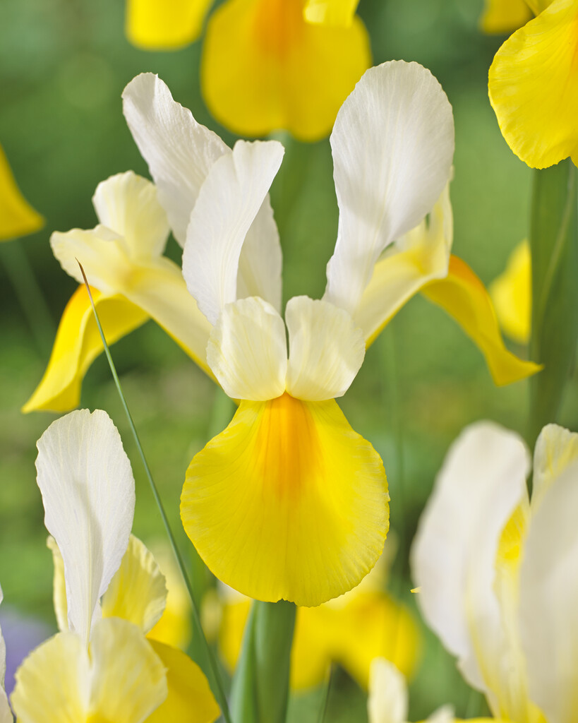 Iris Symphony 10/+
