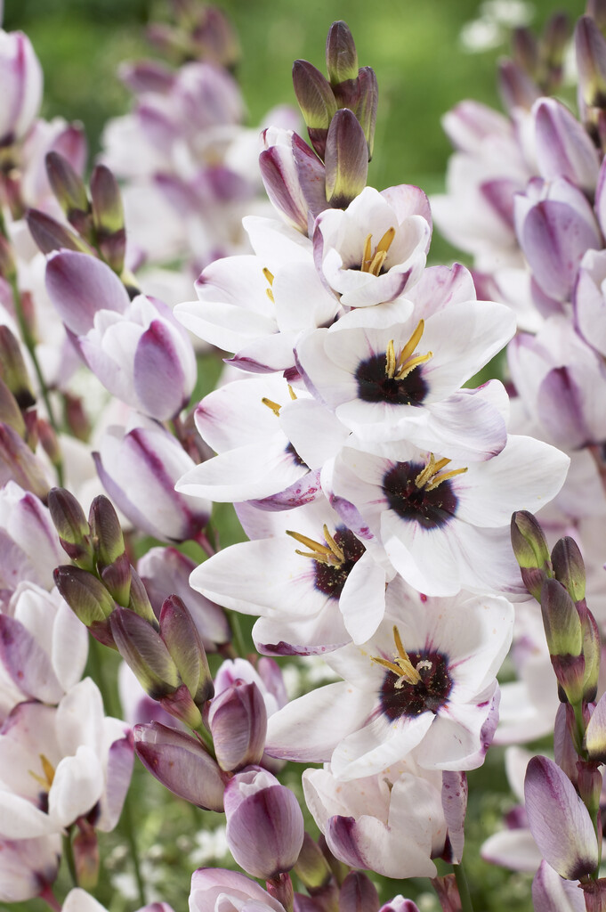 Ixia Blue Bird 5/6
