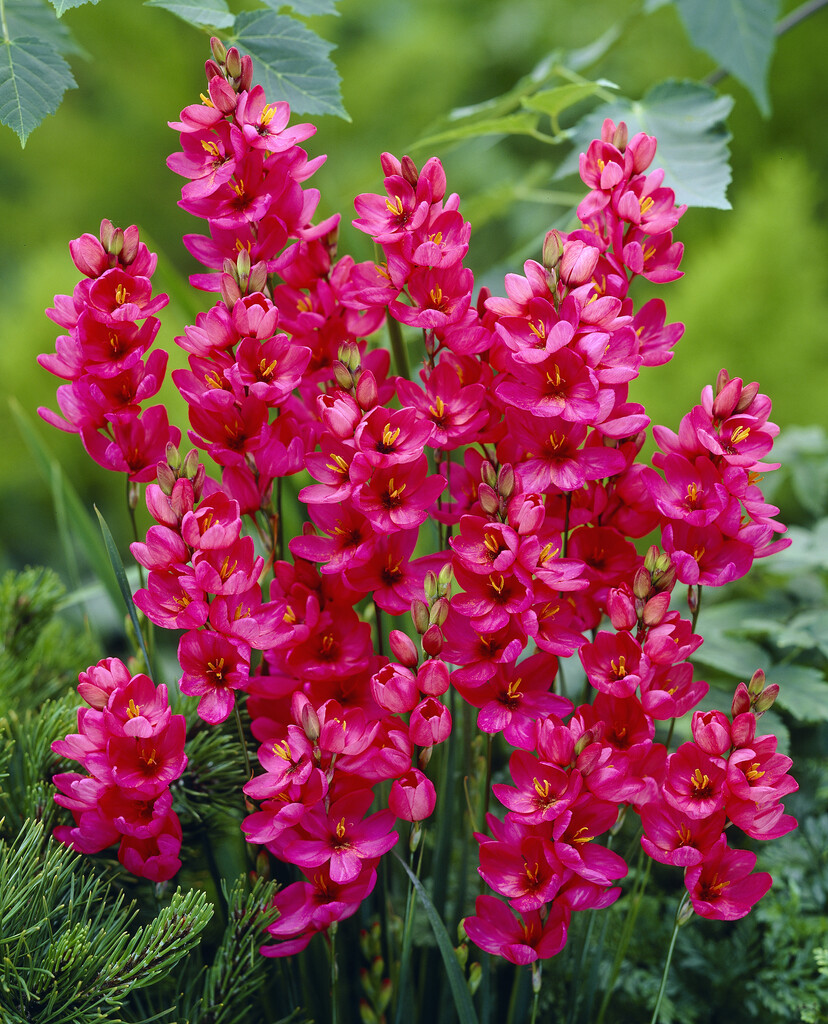 Ixia Castor 4/5