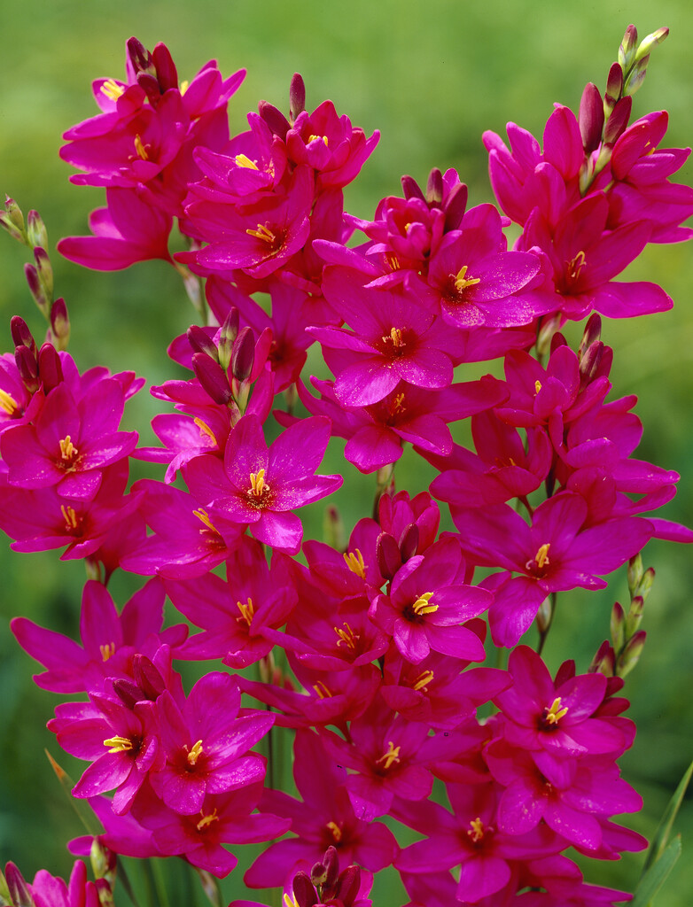 Ixia Venus 5/6
