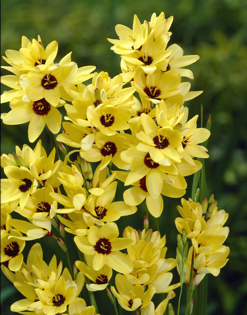 Ixia Yellow Emperor 5/6