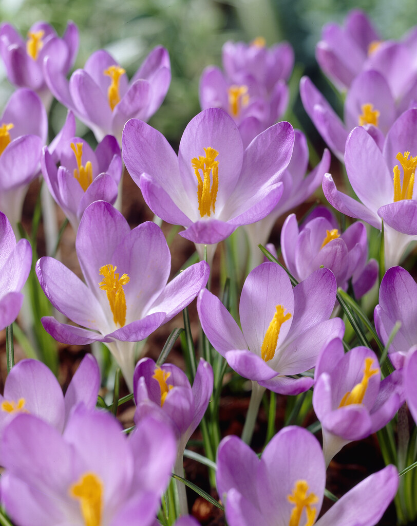 Krokus Tommasinianus Barr´s Purple 5+ Blå Vild Botanisk