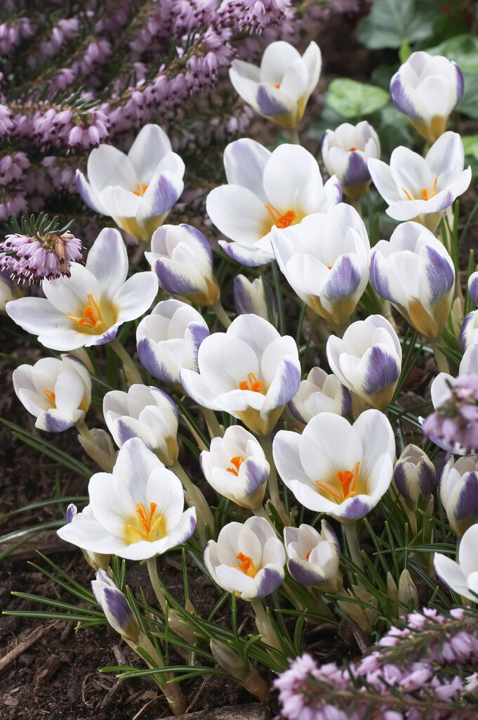 Krokus Blue Bird 5/7