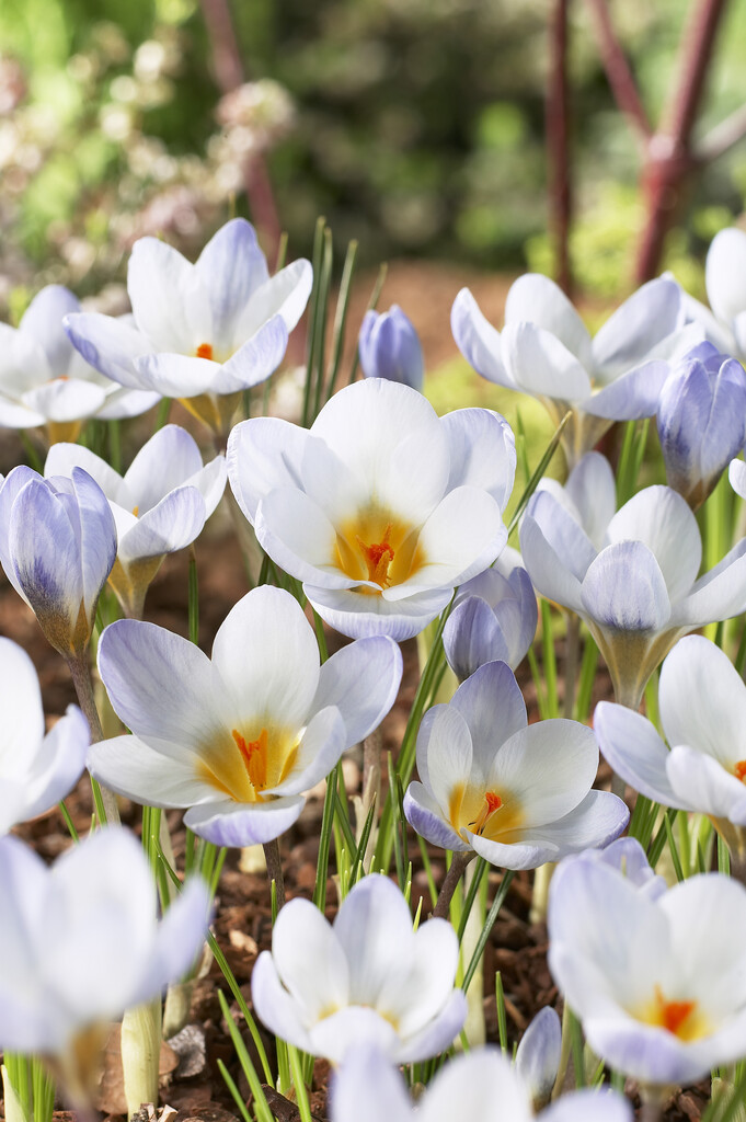 Krokus Blue Pearl 5/7