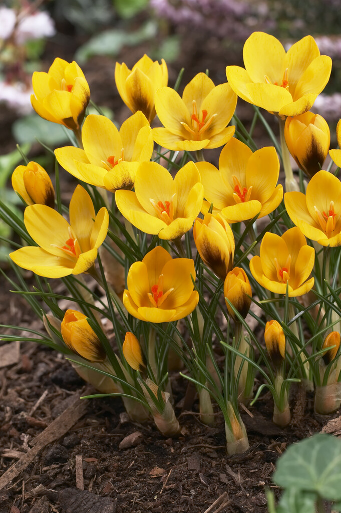 Krokus Golden Yellow 8/9