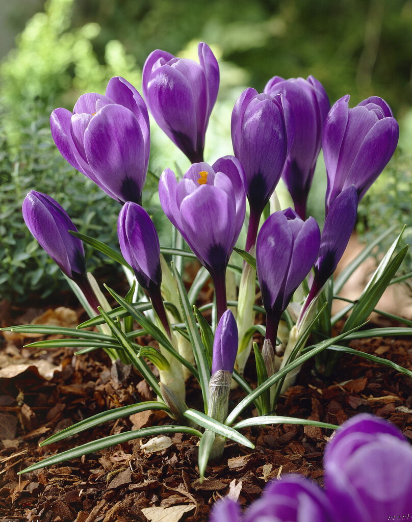 Krokus Grand Maitre 8/9