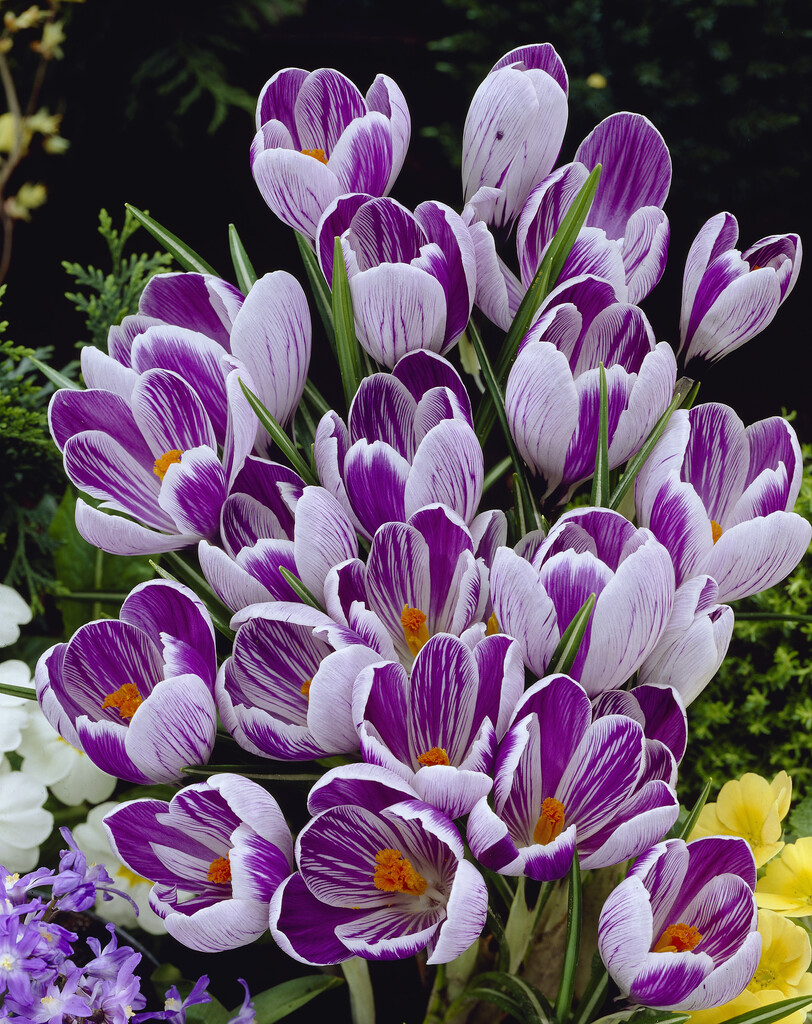 Krokus King of Striped 8/9