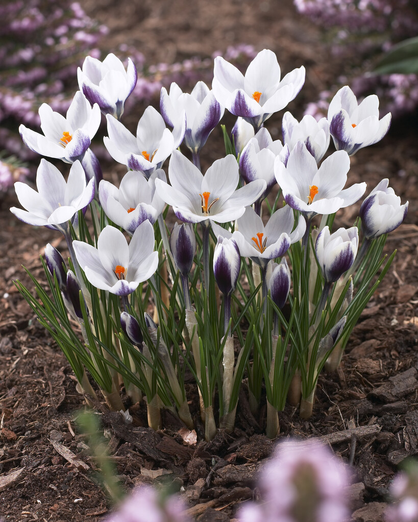 Krokus Ladykiller 5/7