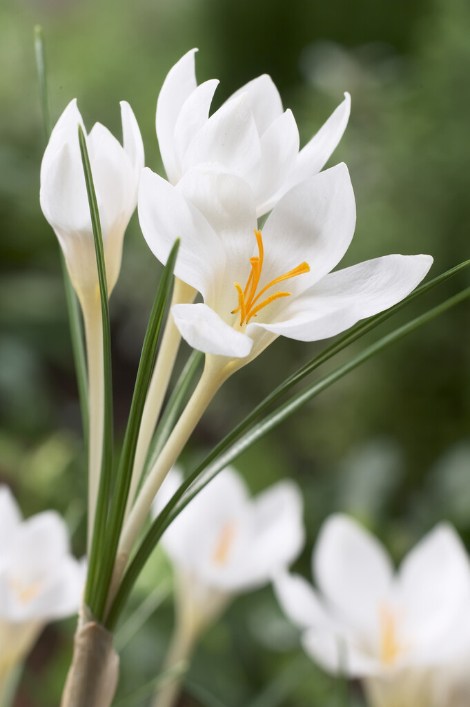 Krokus Miss Vain 5/7