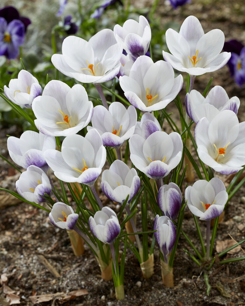 Krokus Prins Claus 5/7