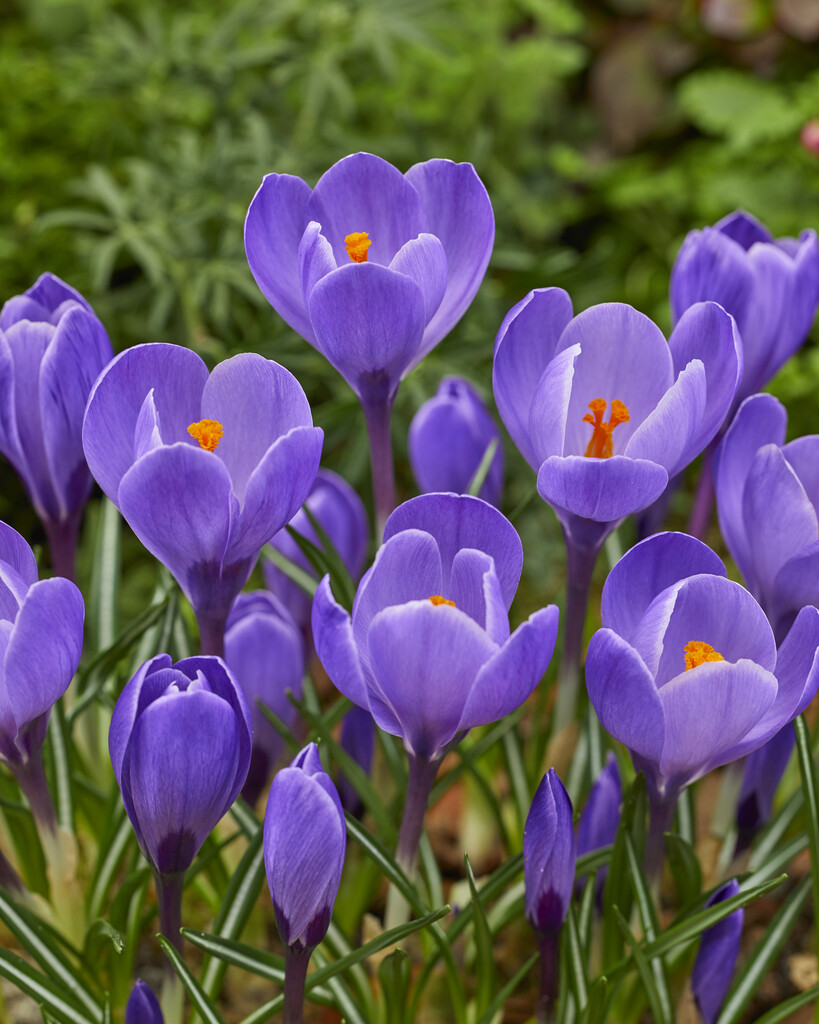 Krokus Remembrance 8/9