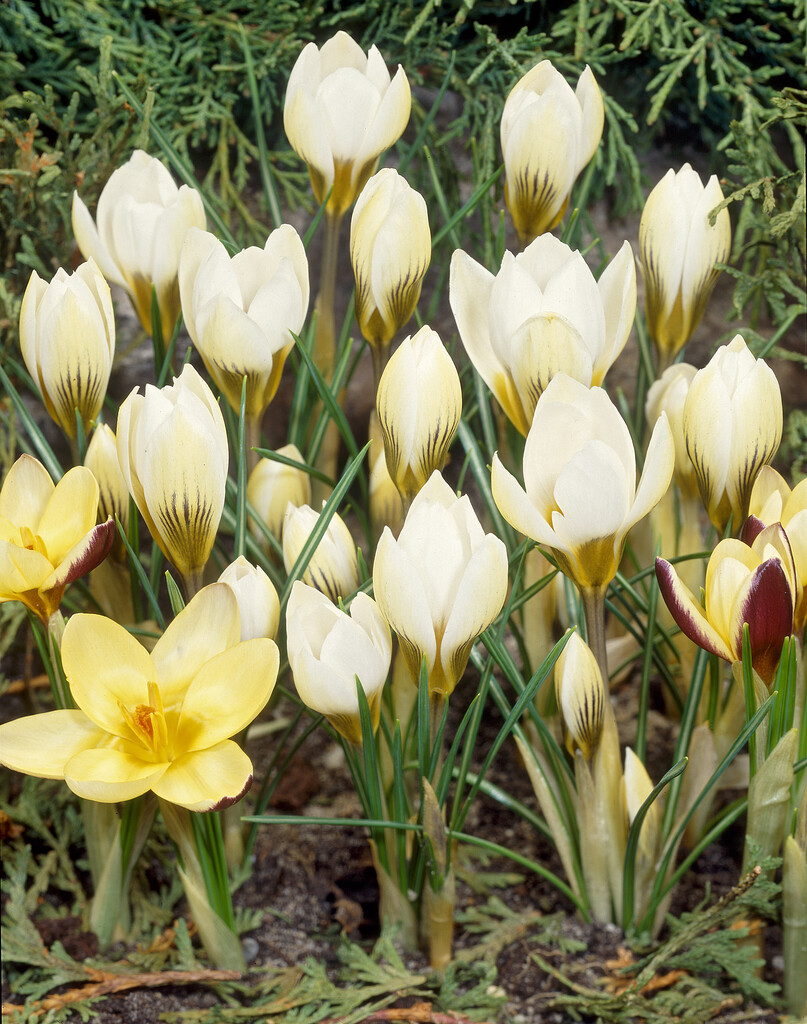Krokus Snow Bunting 5/7