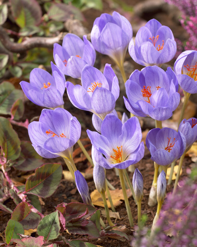 Krokus Speciosus   5/6