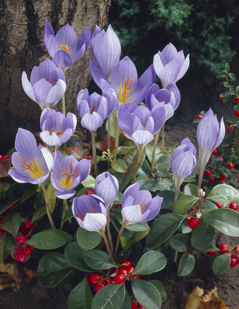 Krokus Speciosus Conqueror 5/7