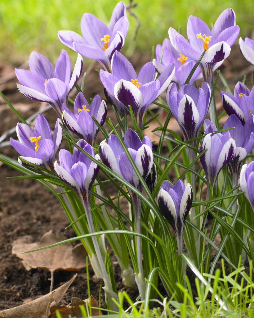 Krokus Spring Beauty 5/7