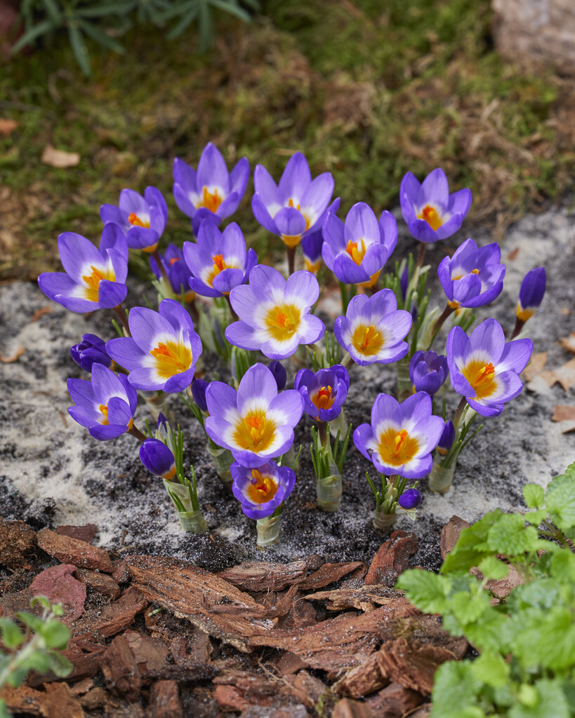 Krokus Tricolor 5/7