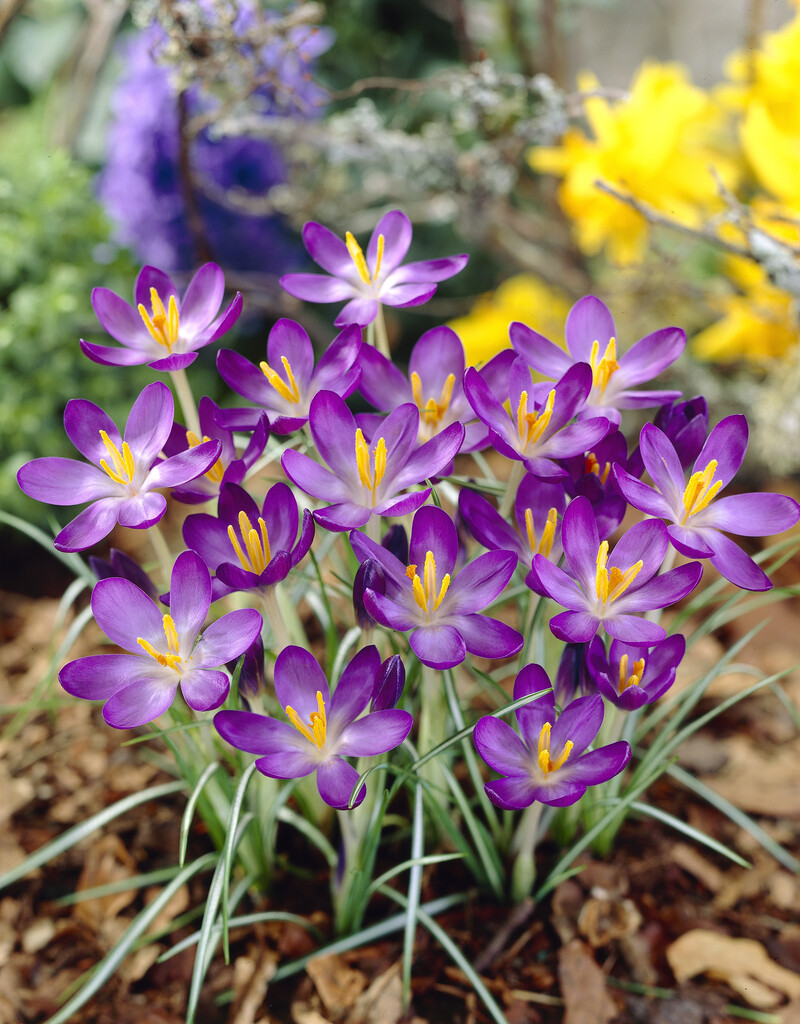 Krokus Tom. Whitewell Purple 5+ Violett Botanisk