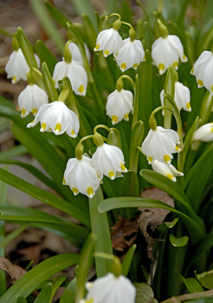 Leucojum Aestivum 10/12