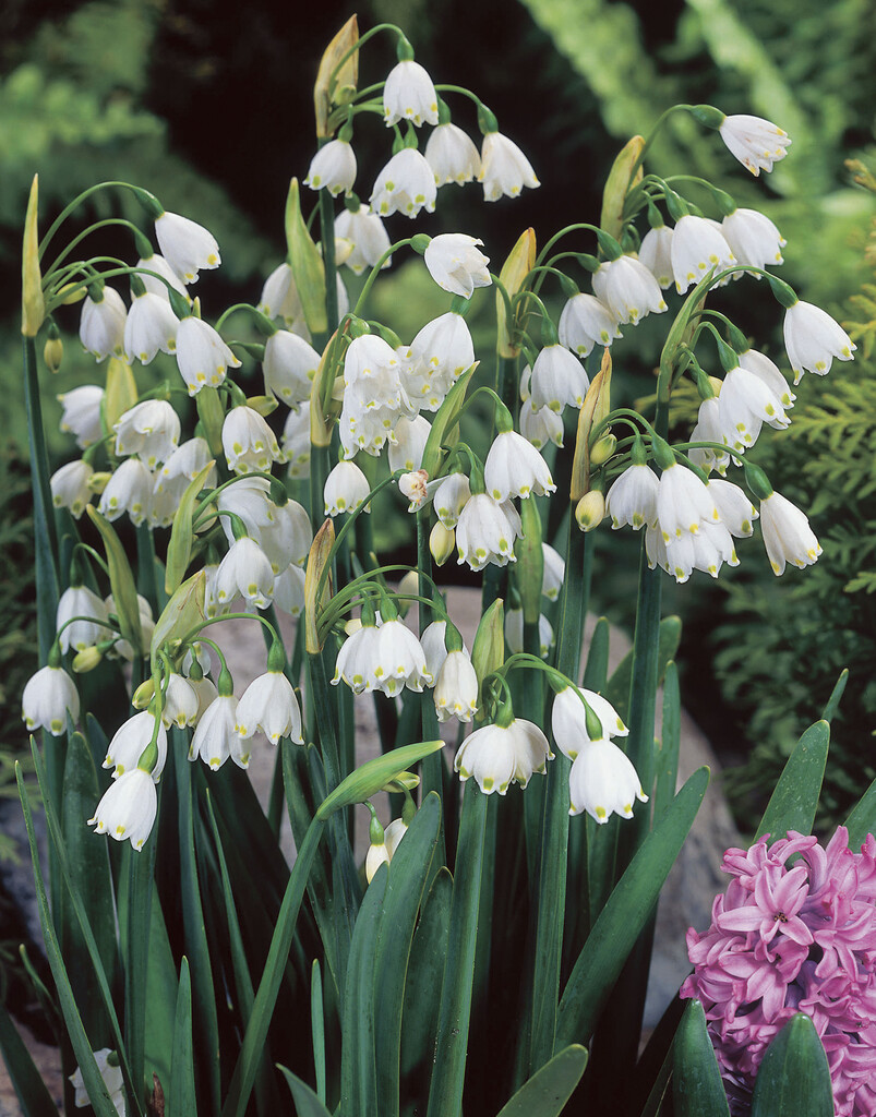 Leucojum Gravetye Giant 12/14
