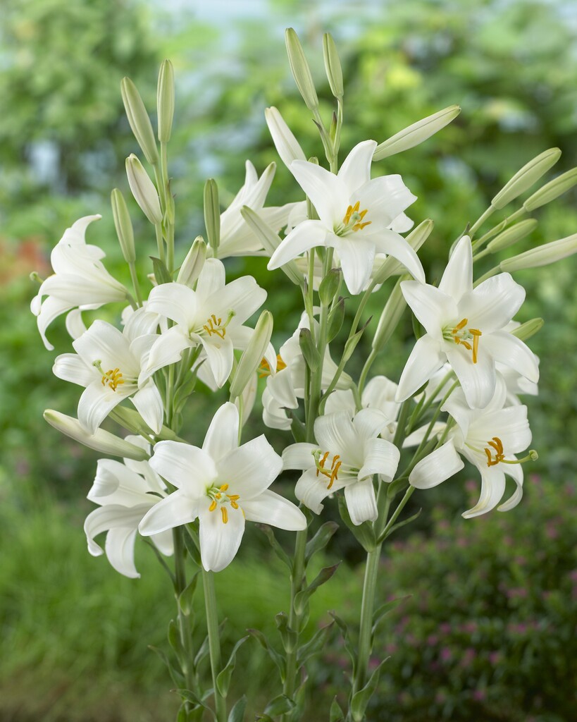 Lilium Candidum 18/20