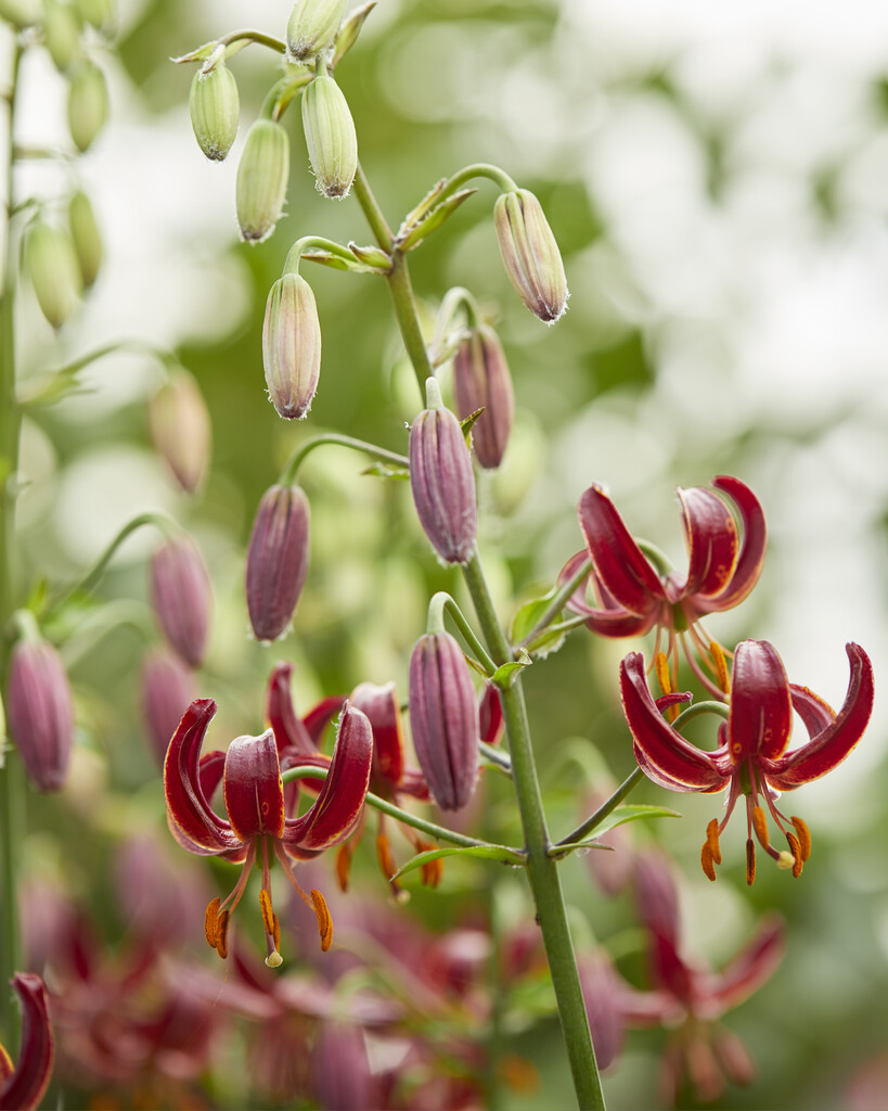 Lilium Martagon Claude Shride (October) 16/18