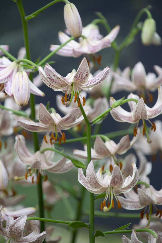 Lilium Martagon Pink Morning (October) 16/18