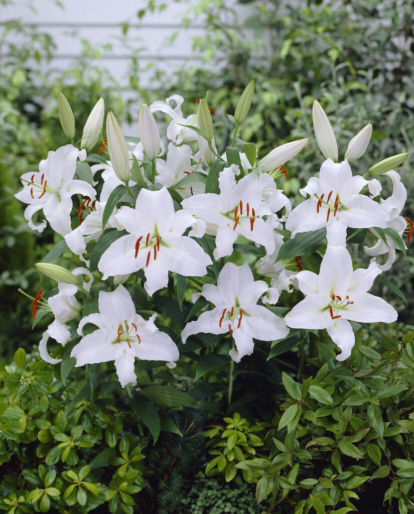 Lilium Martagon Siberia (October) 16/18