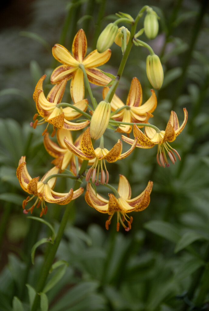 Lilium Martagon Sunny Morning (October) 16/18
