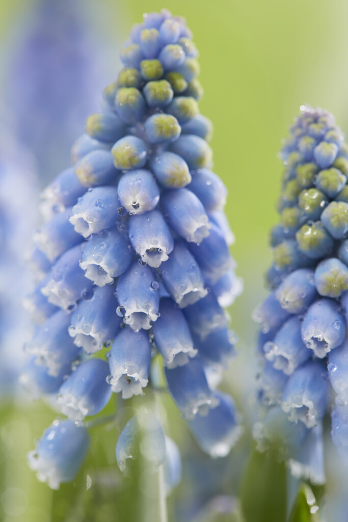 Muscari Atlantic 8/9