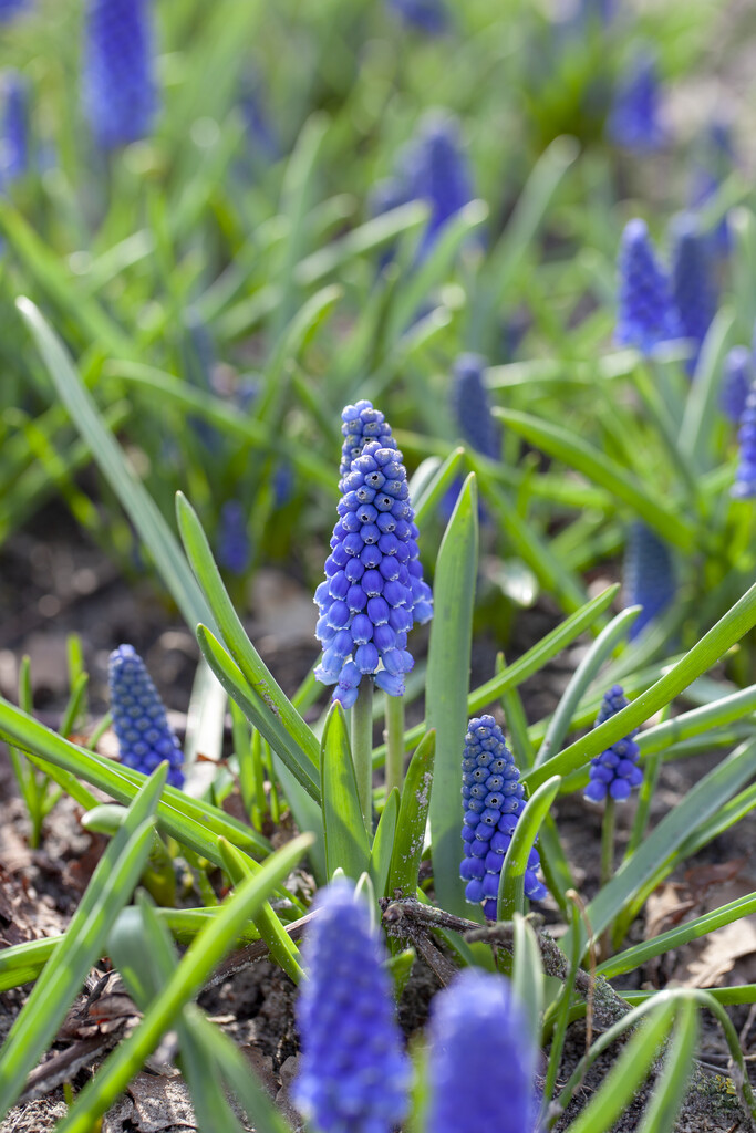 Muscari Big Smile 8/9