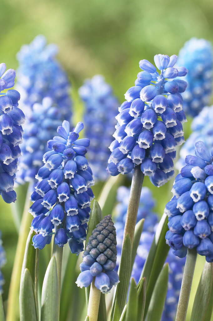 Muscari Blue Magic 8/9