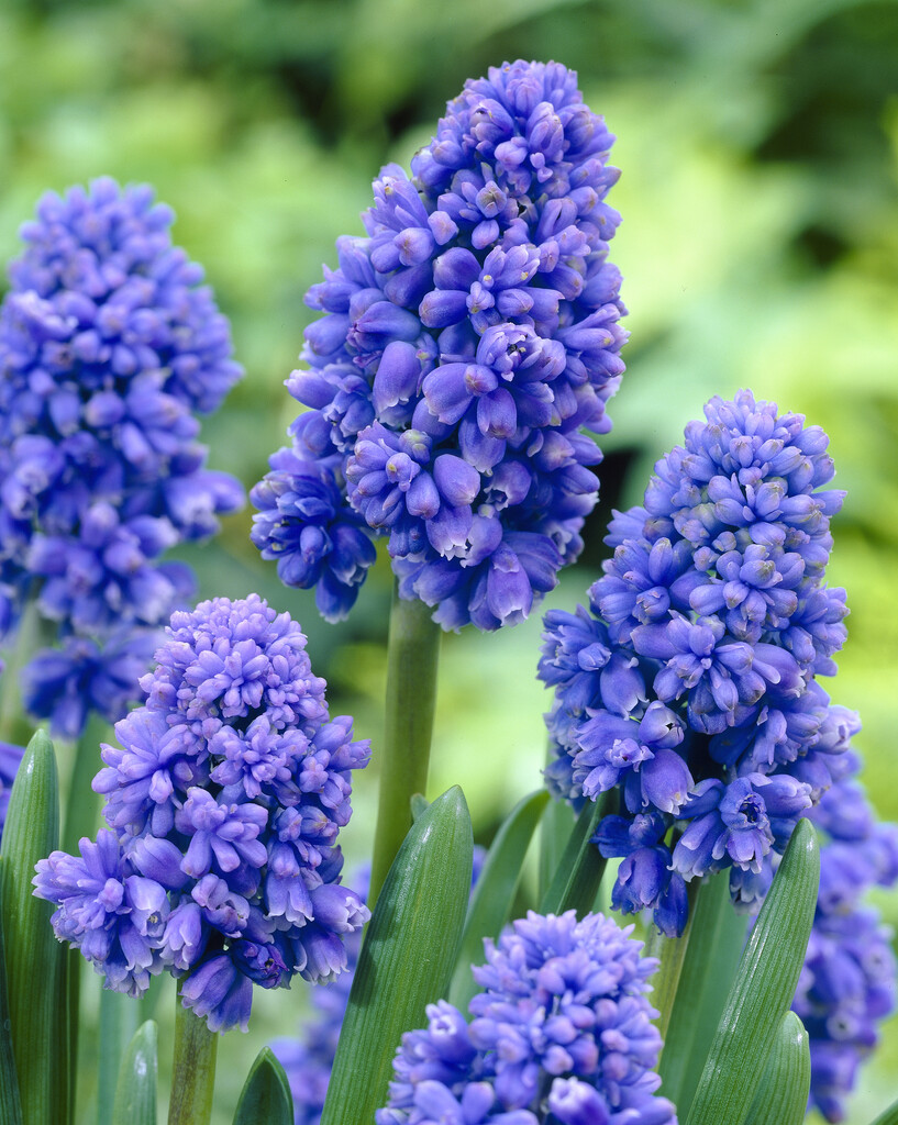 Muscari Blue Spike 8/9