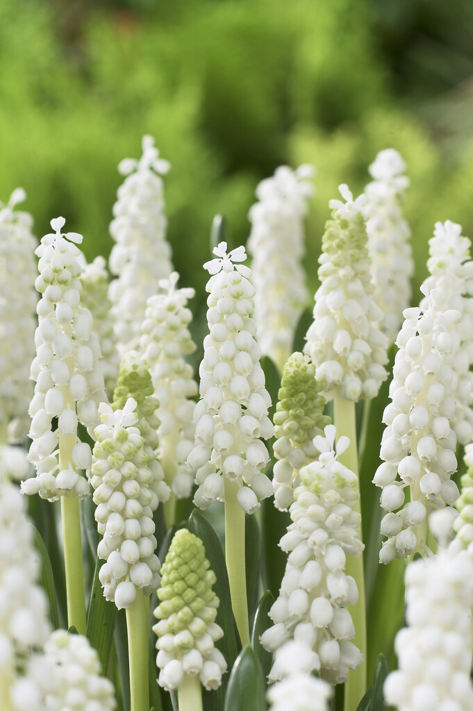 Muscari Botryoides