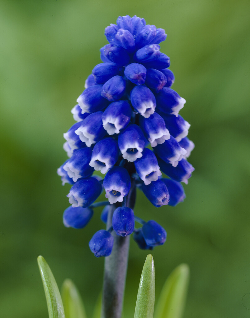 Muscari Dark Eyes 6/7