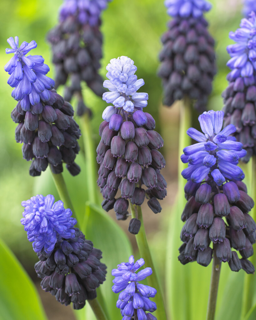 Muscari Latifolium 8/9