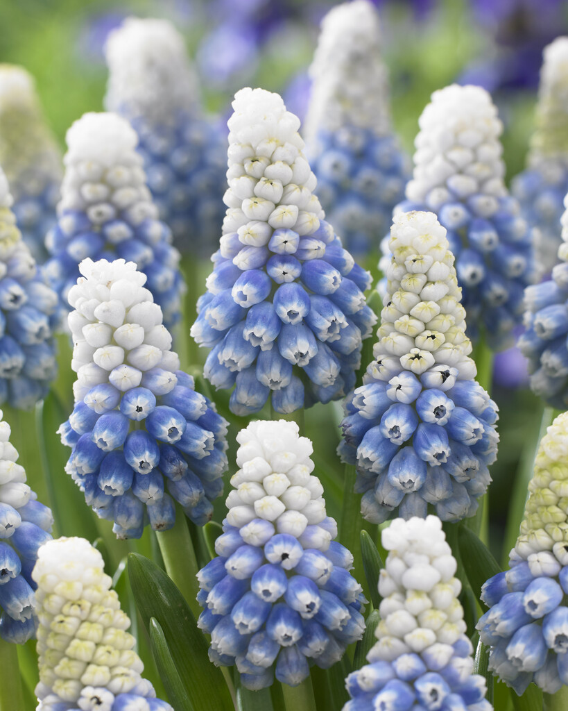 Muscari Mountain Lady 8/9