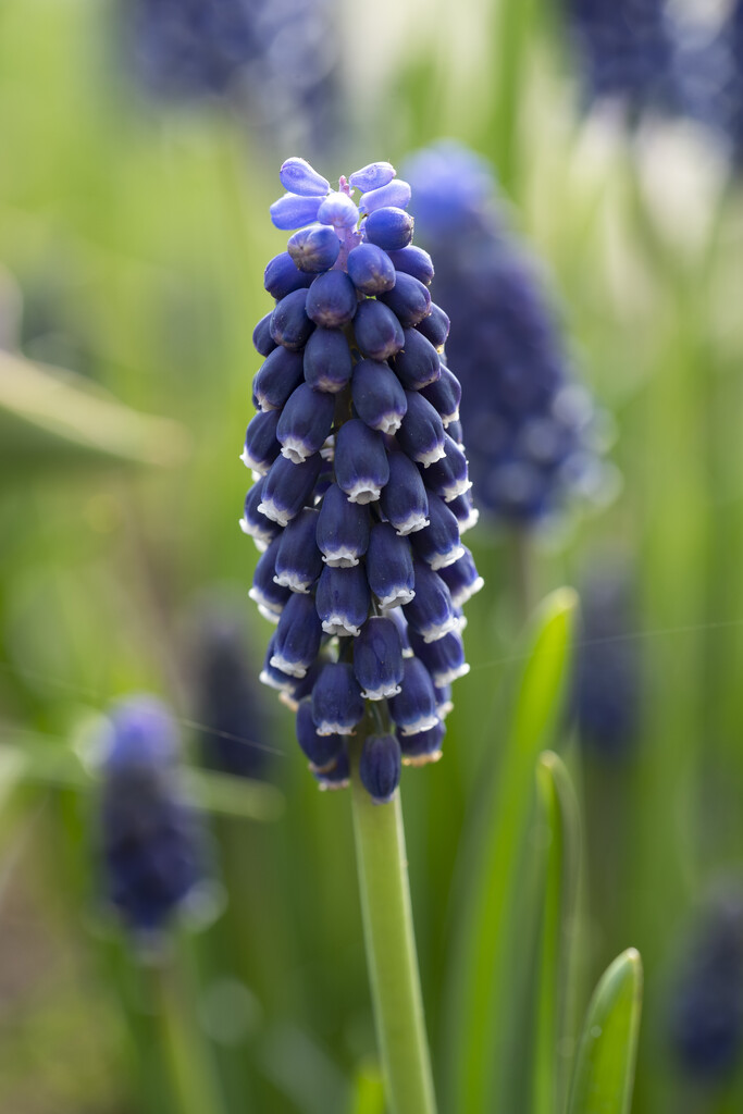 Muscari Night Eyes 8/9