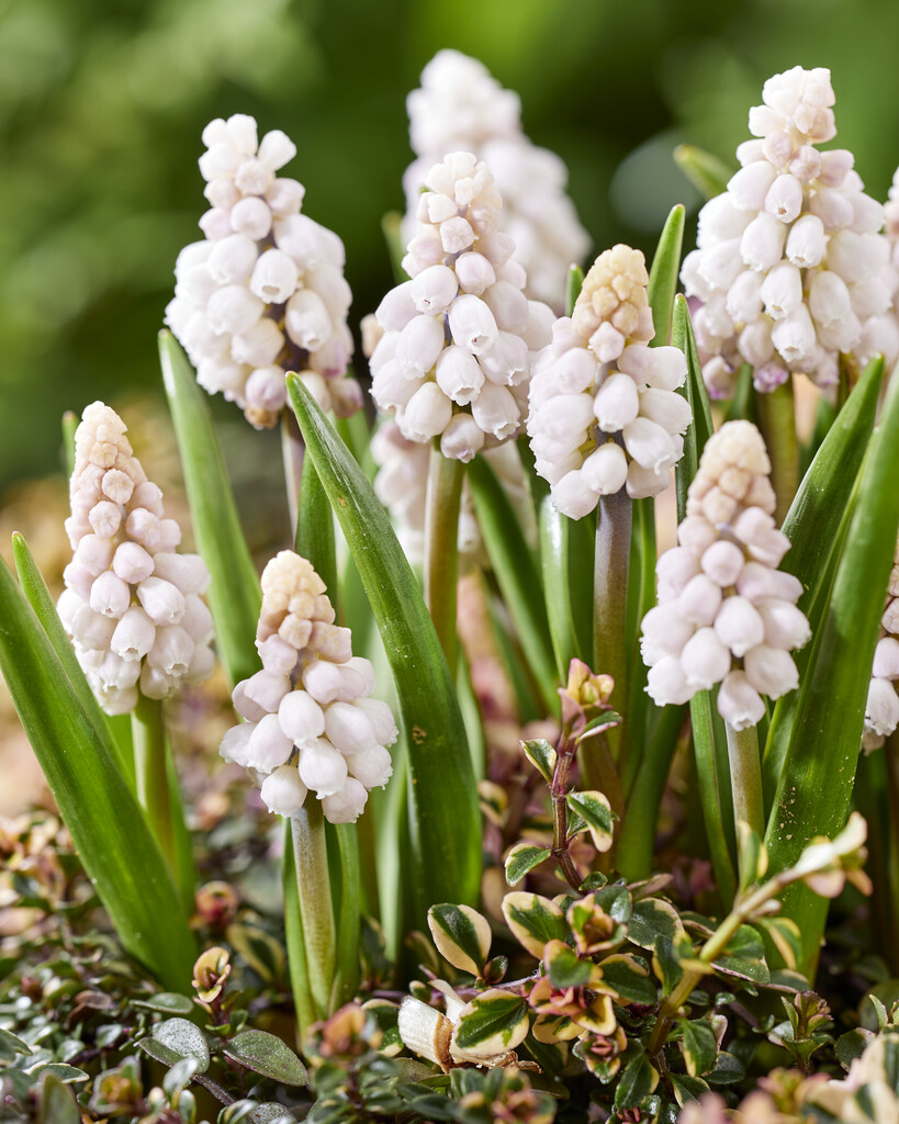 Muscari Pink Sunrise 5/6