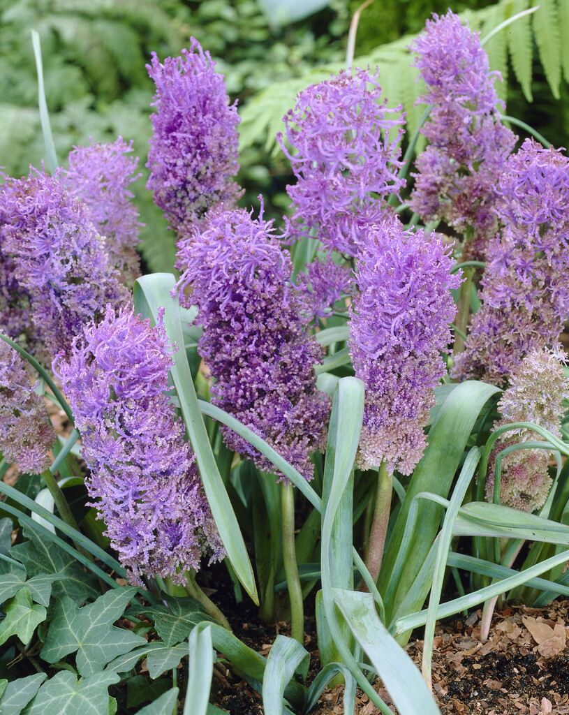 Muscari Plumosum 8/9