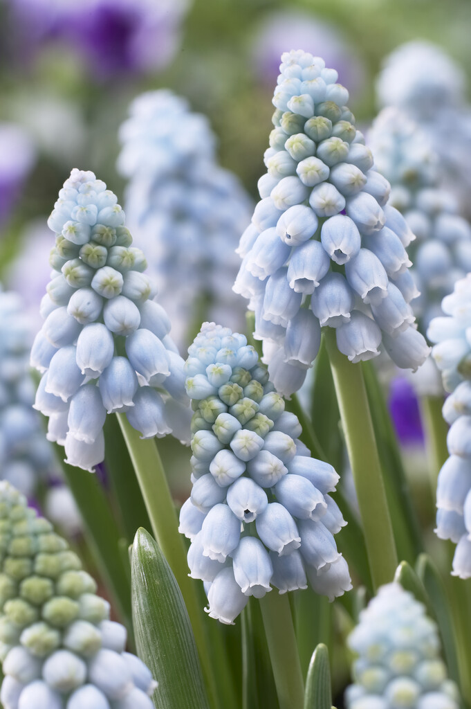 Muscari Valerie Finnis 8/9