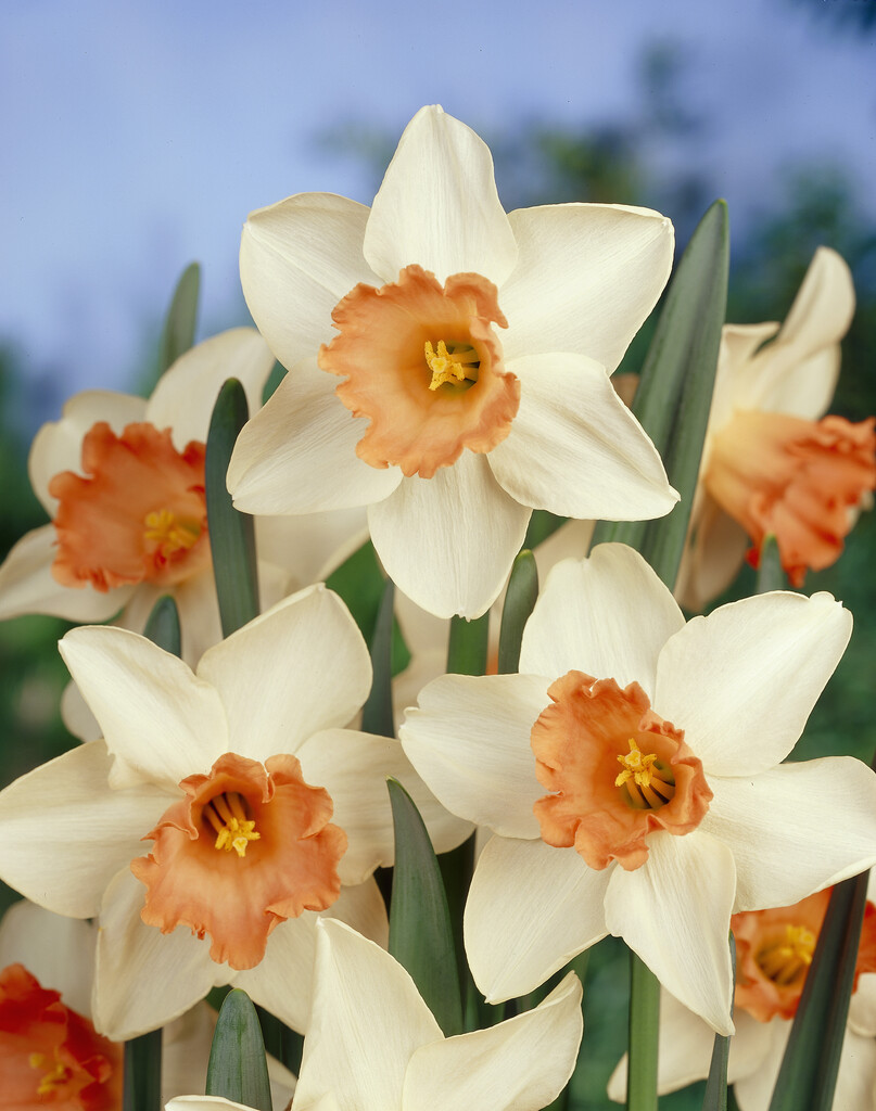 Narciss Accent 14/16