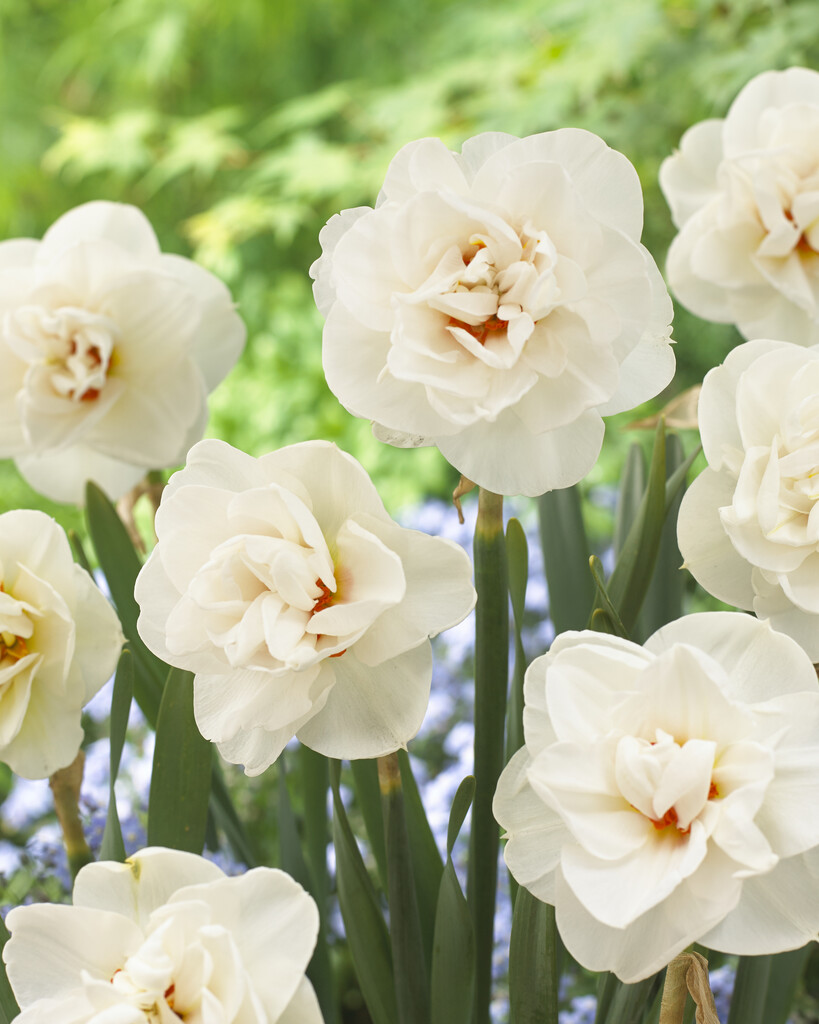 Narciss Acropolis  14/16