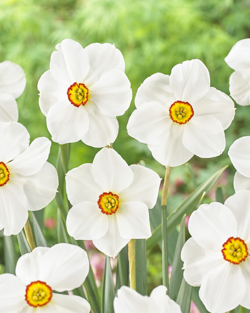 Narciss Actaea 14/16