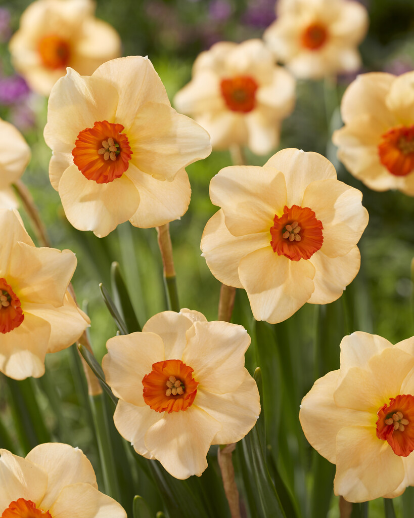 Narciss Altrust 14/16