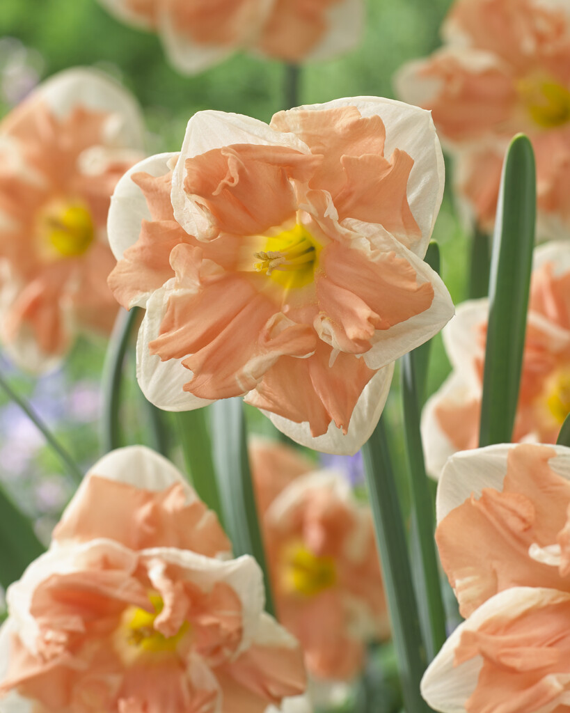 Narciss Apricot Whirl 14/16