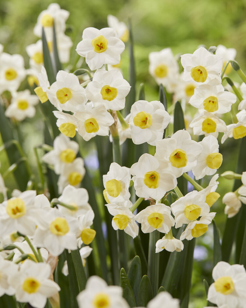 Narciss Avalanche 14/16