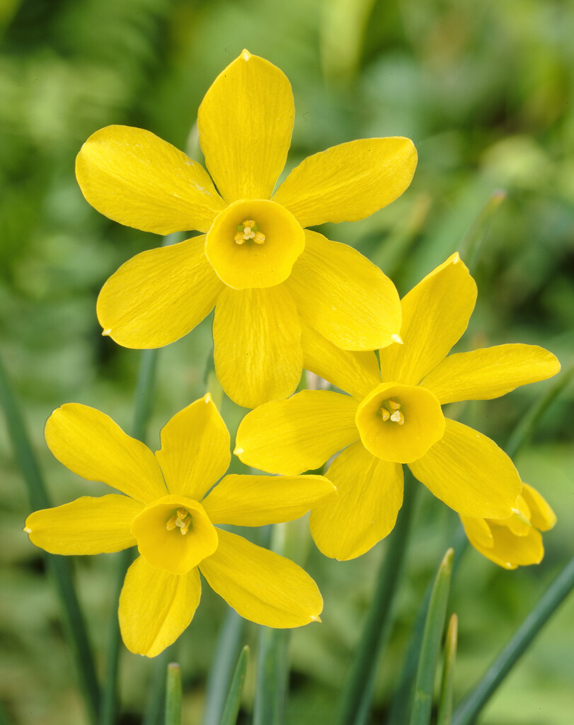 Narciss Baby Moon 10/12